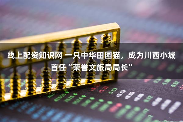 线上配资知识网 一只中华田园猫，成为川西小城首任“荣誉文旅局局长”